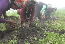 Photo of म्याग्दीमा ७३ करोडको आलु र सुन्तला बिक्री