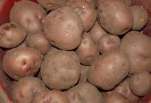 Photo of ‘आलु बिक्री गर्न बजारको समस्या छैन’