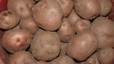 Photo of ‘आलु बिक्री गर्न बजारको समस्या छैन’