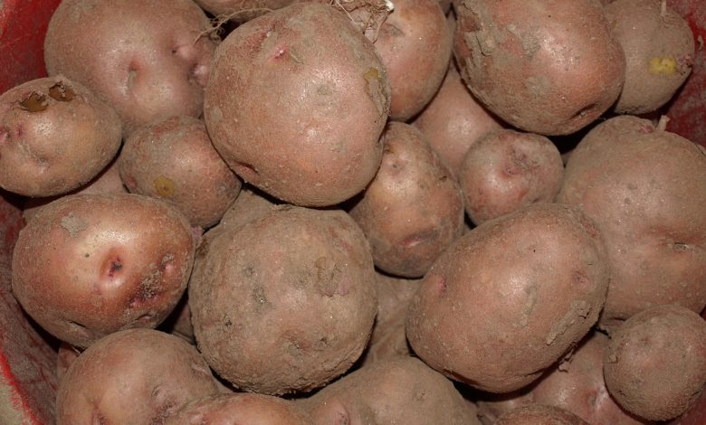 भोजपुरमा हिउँदे आलु थन्काउन किसान व्यस्त