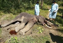 Photo of झापामा जङ्गली हात्ती मृत फेला