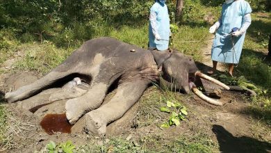 Photo of झापामा जङ्गली हात्ती मृत फेला