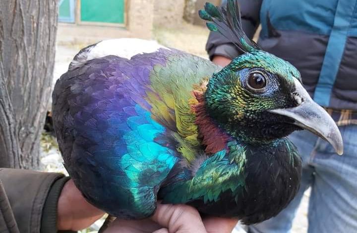 डोल्पाको डाँफे चिडियाखाना लगिँदै – सार्वजनिक सेवा प्रसारण संस्था