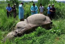 Photo of साउन यता १७ गैंडा मरे