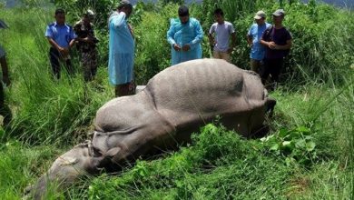 Photo of साउन यता १७ गैंडा मरे