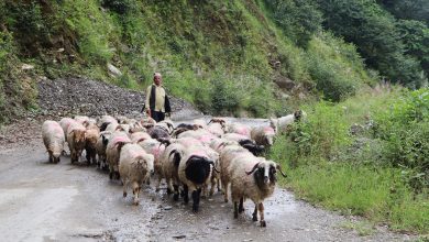 Photo of चौध दिन हिँडेर भेडा बेच्न बागलुङ बजार