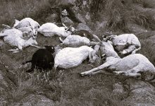 Photo of जुम्लामा भीरबाट लडेर ७० भेडा मरे
