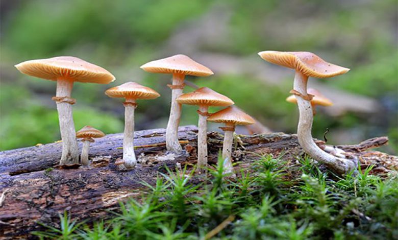 जङ्गली च्याउ खाँदा ११ जना बिरामी