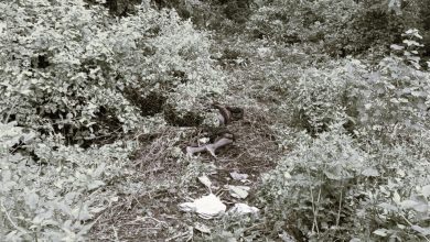 Photo of जंगली हात्तीको आक्रमणबाट एकको मृत्यु