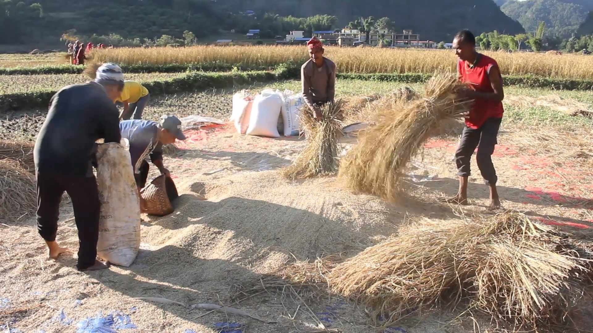 गुल्मीका किसान धान खेती भित्र्याउन व्यस्त नेपाल टेलिभिजन