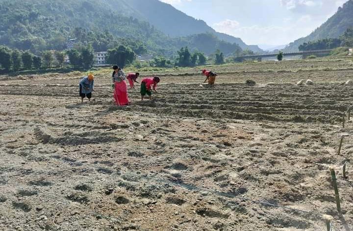 आलुका परिकार बनाउने कम्पनीले वालिङमा उत्पादन हुने आलु सिधै खरिद गर्ने द्विपक्षीय सम्झौता