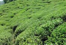 Photo of भारतमा चिया निर्यात रोकिएपछि  सङ्कटमा नेपाली  चिया उद्योग