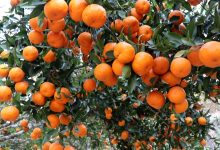 Photo of मुग्लिनमा आजदेखि सुन्तला महोत्सव