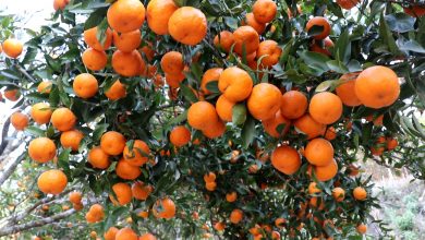 Photo of मुग्लिनमा आजदेखि सुन्तला महोत्सव