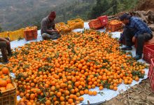 Photo of मौसमले साथ दिँदा सुन्तला उत्पादनमा वृद्धि, यसवर्ष २६ करोड ९० लाख रुपैयाँ बराबरको बिक्री