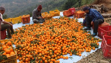 Photo of मौसमले साथ दिँदा सुन्तला उत्पादनमा वृद्धि, यसवर्ष २६ करोड ९० लाख रुपैयाँ बराबरको बिक्री