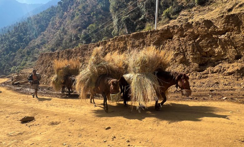 गाउँमा मोटर गुड्न थालेपछि घाँस र मल बोक्छन् खच्चड