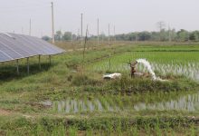 Photo of भरतपुरका जमिन चैते धानले हराभरा