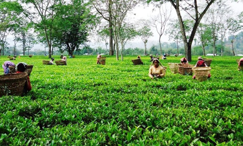 भारतमा चिया निर्यात रोकिएपछि संकटमा नेपालका चिया उद्योग