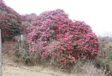 Photo of म्याग्दीका वनपाखामा ढकमक्क लालीगुराँस, रमाउँदै पर्यटक (फोटोफिचर)