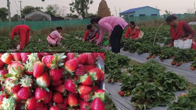 Photo of ‘स्ट्रबेरी’ खेतीमा रमाइरहेका पूर्वी नवलपरासीका किसानहरु