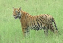 Photo of पुस १ गतेदेखि बाघ गणना गरिँदै