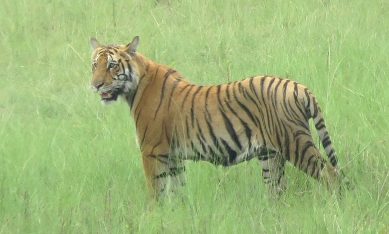रौतहटमा बाघ गणना जारी – सार्वजनिक सेवा प्रसारण संस्था रौतहटमा बाघ गणना जारी – सार्वजनिक सेवा प्रसारण संस्था