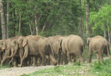 Photo of जङ्गली हात्ती गाउँमा पस्दा तीन घरमा क्षति
