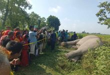 Photo of बिजुलीको करेन्ट लगाएर मारिएको अवस्थामा जंगली हात्ती फेला