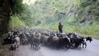 Photo of यसवर्ष च्याङग्राको मूल्य घट्यो