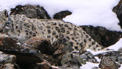 Photo of Climate change poses threat to habitat of snow leopard