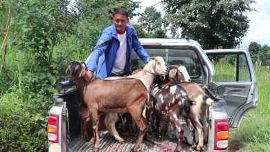 Photo of खासी बोका किन्न व्यापारीहरू धादिङका गाउँ गाउँमा