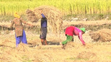 Photo of दशैँ नसकिँदै किसानलाई धान काट्न चटारो