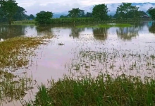 Photo of पूर्वी नवलपरासीमा काटेकाे धान भिज्याे