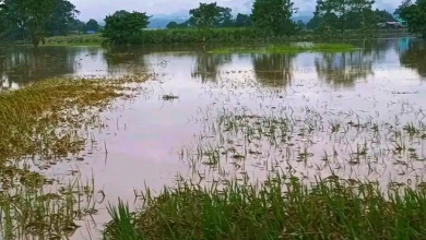 Photo of पूर्वी नवलपरासीमा काटेकाे धान भिज्याे