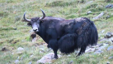 Photo of शे–फोक्सुन्डो राष्ट्रिय निकुञ्जमा भेटियो दुर्लभ जङ्गली याक