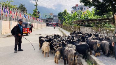 Photo of भाउ सस्तिएपछि च्याङ्ग्राको व्यापार बढ्यो