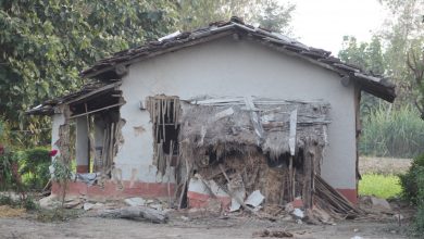 Photo of लालझाडीमा जङ्गली हात्तीको आतंक