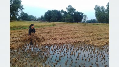 Photo of बेमौसमी वर्षाले धान बालीमा क्षतिहुँदा किसान समस्यामा