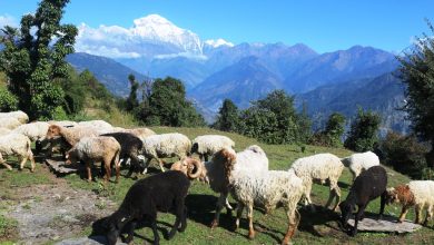 Photo of १७ वर्ष विदेश बसेर फर्किएपछि भेडा चराउँदै