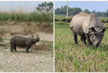 Photo of गैंडा गाउँ पसेर बाली नष्ट गर्न थालेपछि स्थानीय चिन्तामा