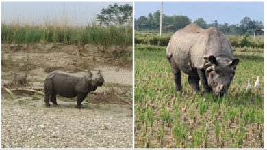 Photo of गैंडा गाउँ पसेर बाली नष्ट गर्न थालेपछि स्थानीय चिन्तामा