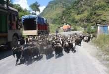 Photo of तिहारका लागि मुस्ताङबाट चार हजार भेडाच्याङग्रा बिक्री