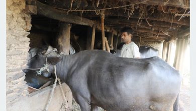 Photo of दूध बेचेर वार्षिक २० लाख कमाइ