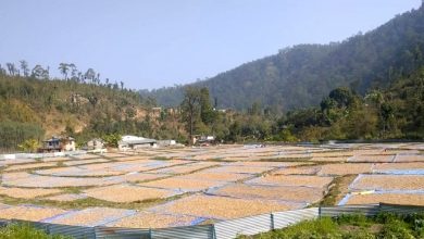 Photo of कर्णालीको अदुवा र बेसार युरोप निर्यात