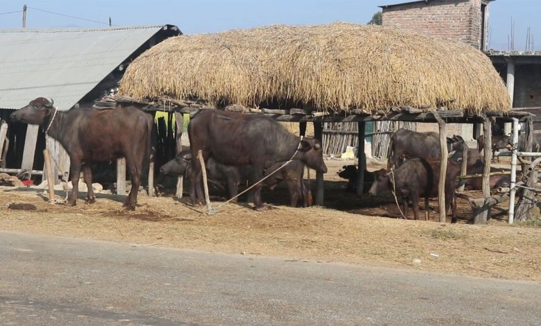 अनुदानमा भैँसी वितरणले किसान उत्साहित