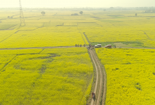 Photo of सिँचाइ सुविधापछि नवलपुर भेँडाबारीमा तोरीखेतीले फेरिँदो पहिचान