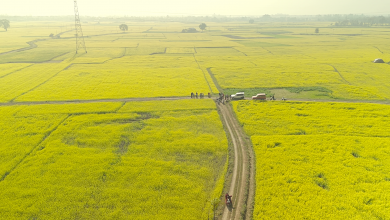 Photo of सिँचाइ सुविधापछि नवलपुर भेँडाबारीमा तोरीखेतीले फेरिँदो पहिचान