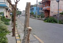 Photo of सडक किनारमा लगाइएको रुख बिरुवा जथाभावी काटिएको भन्दै स्थानीय रुष्ट