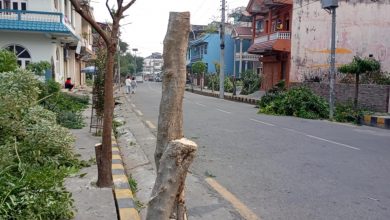 Photo of सडक किनारमा लगाइएको रुख बिरुवा जथाभावी काटिएको भन्दै स्थानीय रुष्ट